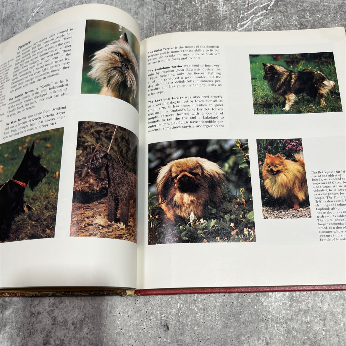the illustrated encyclopedia of the animal kingdom book, by percy knauth, 1971 Hardcover image 4
