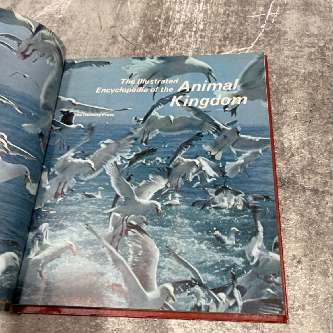 the illustrated encyclopedia of the animal kingdom book, by unknown, 1971 Hardcover image 2