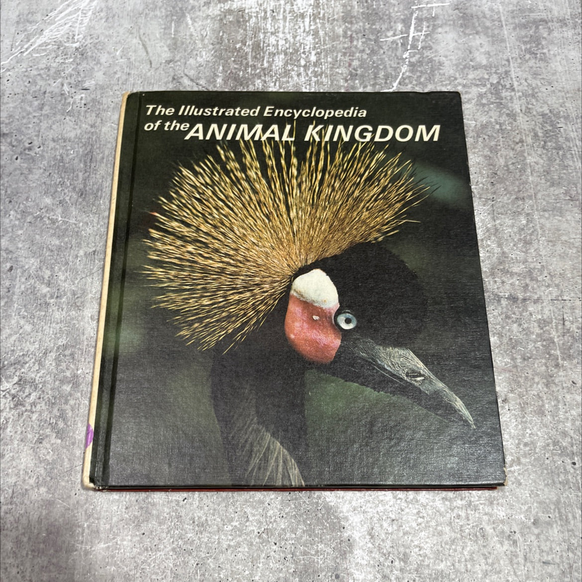 the illustrated encyclopedia of the animal kingdom book, by unknown, 1971 Hardcover image 1