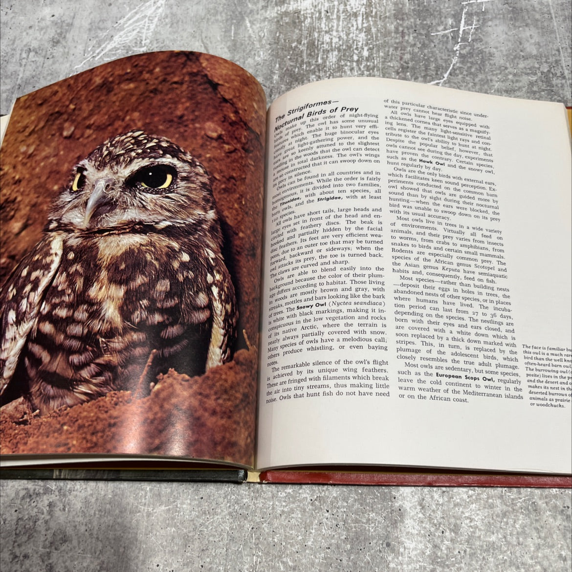the illustrated encyclopedia of the animal kingdom book, by unknown, 1971 Hardcover image 4