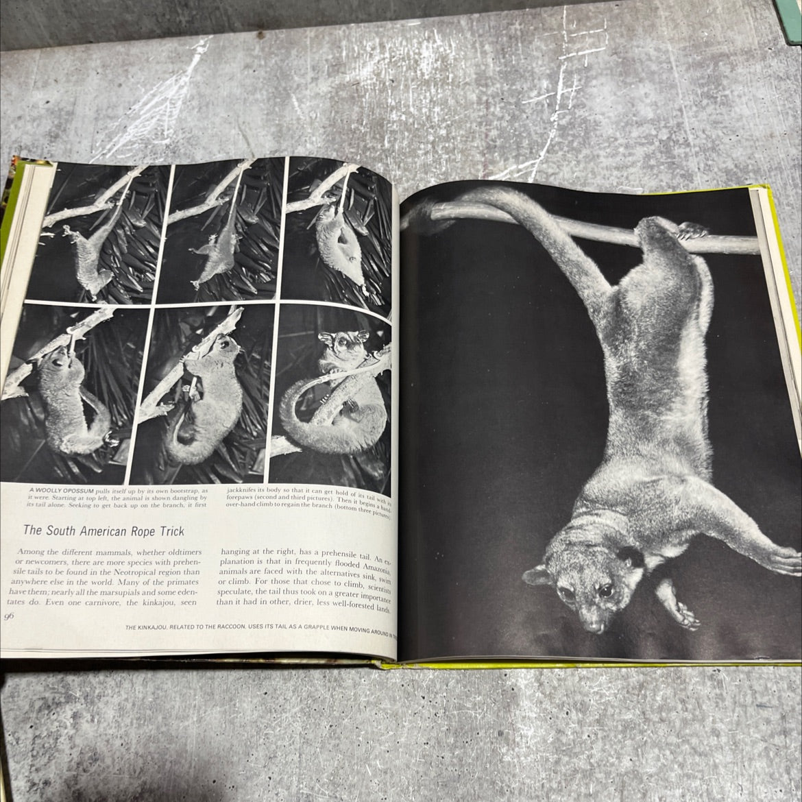 the land and wildlife of south america book, by Marston Bates, 1970 Hardcover image 4