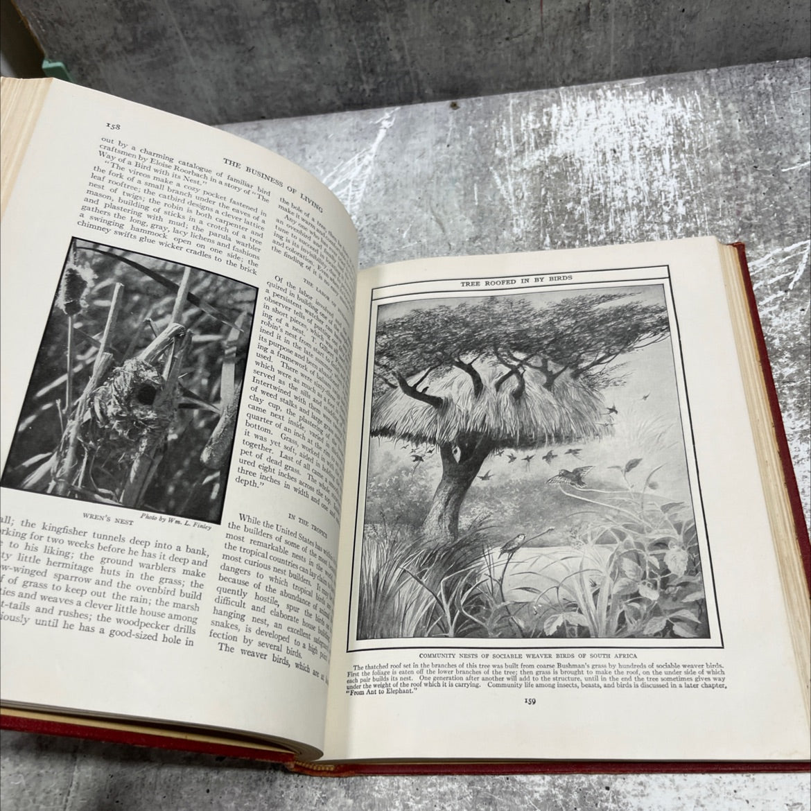 the new wonder world book, by geo. l. shuman & co., 1944 Hardcover image 4