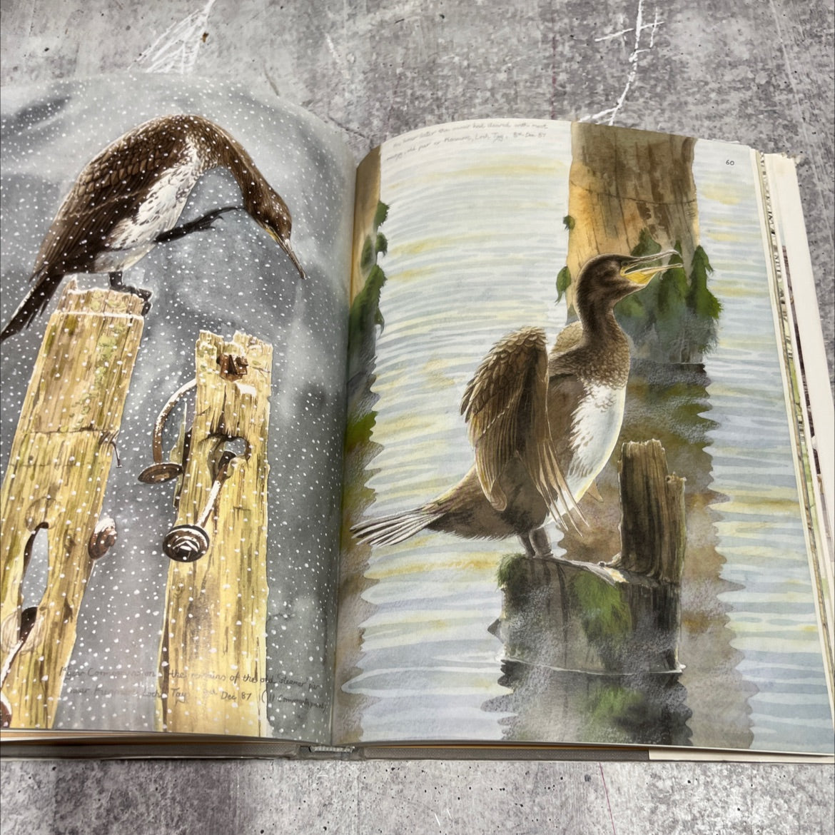 the silvery tay book, by keith brockie, 1988 Hardcover image 4