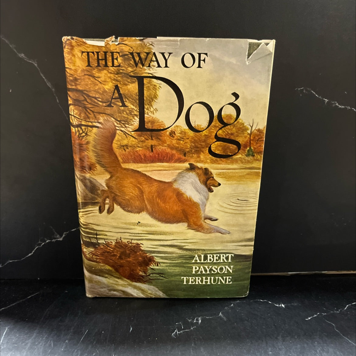 the way of a dog being the further adventures of gray dawn and some others book, by albert payson terhune, 1932 image 1