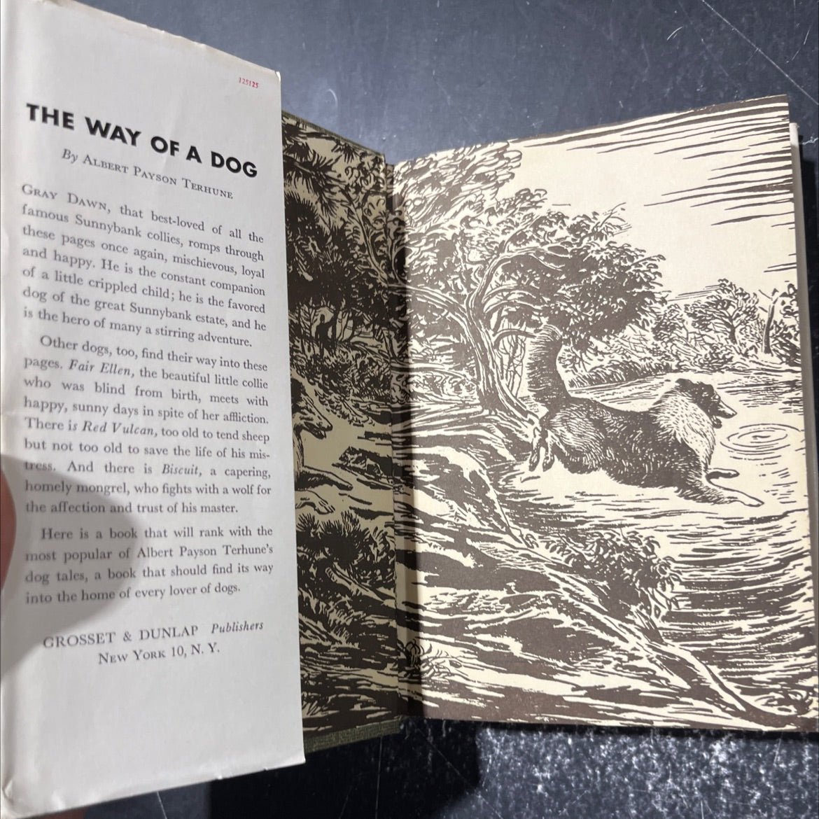 the way of a dog being the further adventures of gray dawn and some others book, by albert payson terhune, 1932 image 4