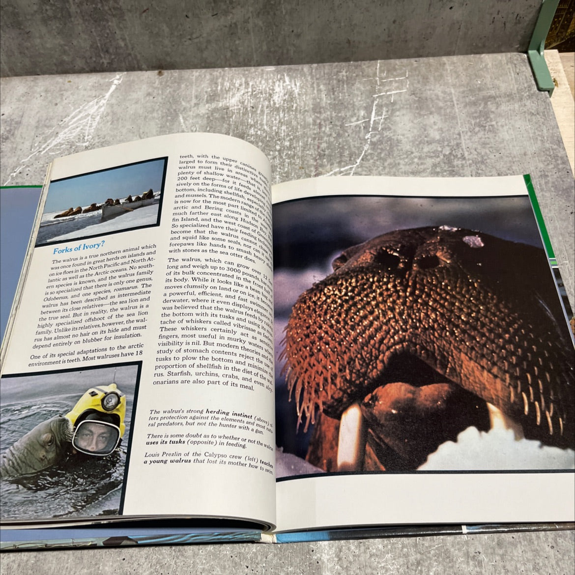 the white caps book, by Jacques Yves Cousteau, 1975 Hardcover image 4