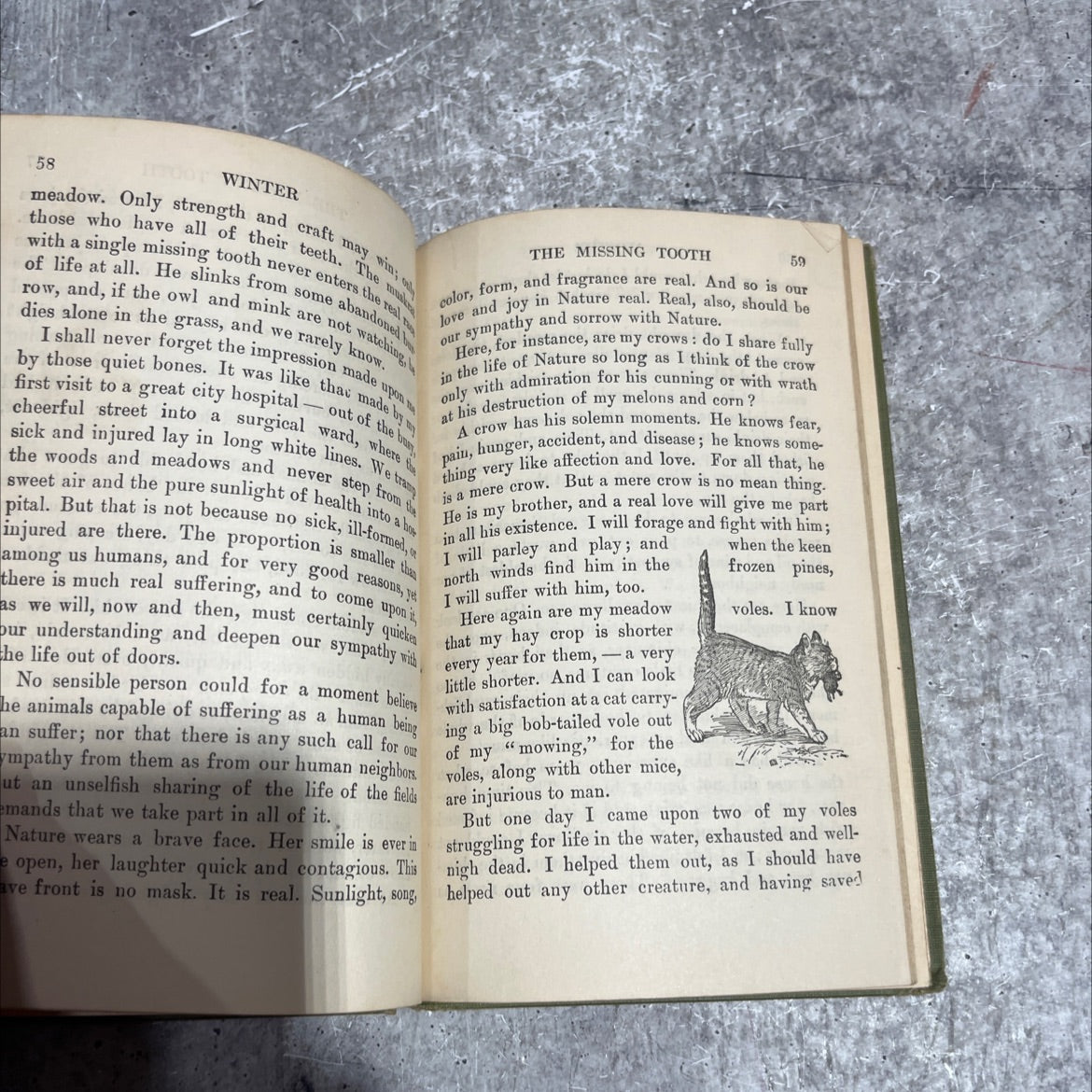 ways of the woods book, by dallas lore sharp, 1912 Hardcover image 4