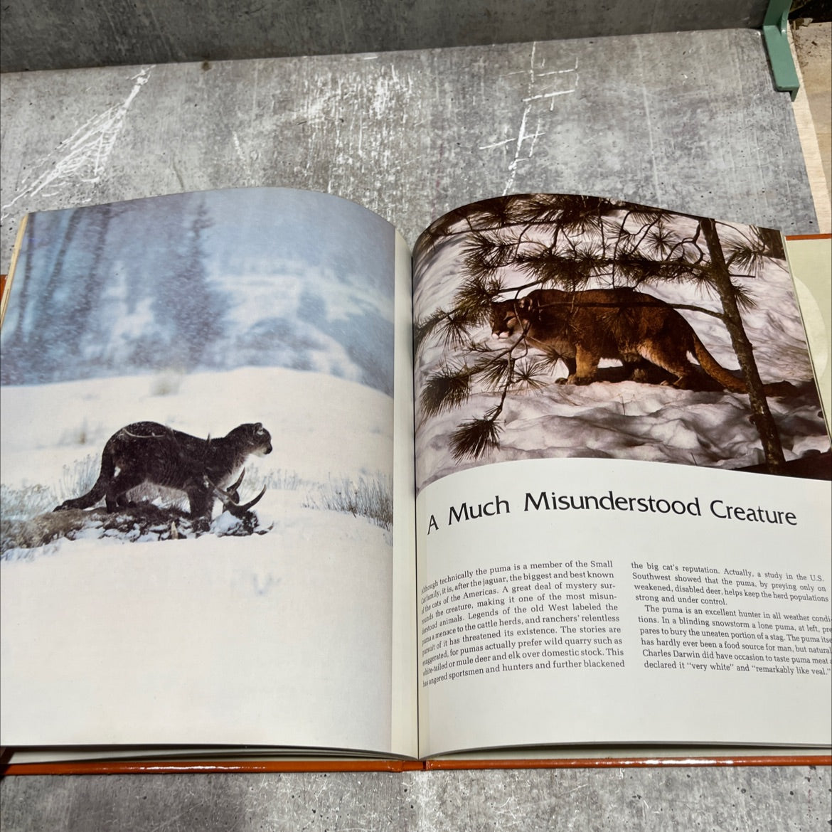 wild, wild world of animals the cats book, by Maitland A. Edey, 1976 Hardcover image 4