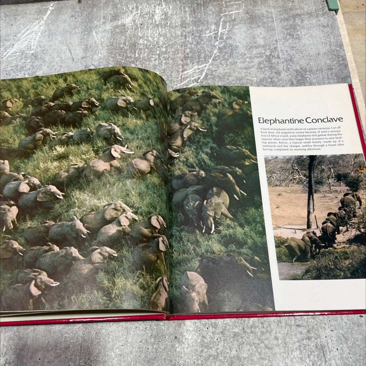 wild world of animals book, by Kaye Wild, 1975 Hardcover image 4