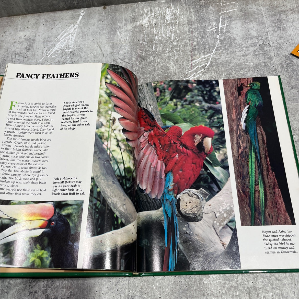 wonders of the jungle book, by national wildlife federation, 1986 Hardcover image 3